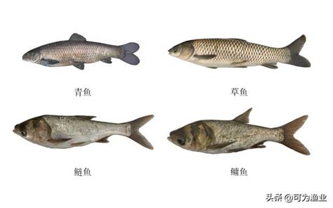 大興 意思 淡水魚品種